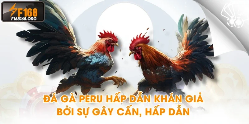 Đá gà Peru hấp dẫn khán giả bởi sự gây cấn, hấp dẫn