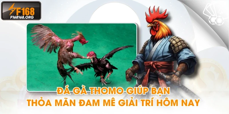 Đá gà thomo giúp bạn thỏa mãn đam mê giải trí hôm nay