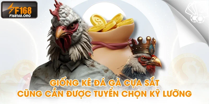 Giống kê đá gà cựa sắt cũng cần được tuyển chọn kỹ lưỡng
