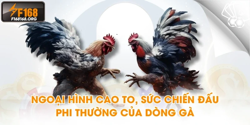 Ngoại hình cao to, sức chiến đấu phi thường của dòng gà